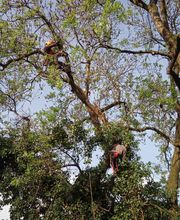 Arborista Baumdienst Baumpflege Baumfällung Baumarbeiten Bild 1
