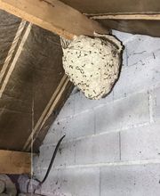 Allô Guêpes 57 image 8