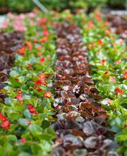 Gärtnerei Allemann GmbH Bild 5