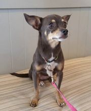 Family Pet Clinic Southampton image 2