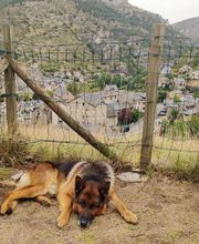 Antonio Rita Educateur et Comportementaliste canin image 14