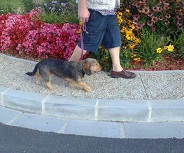 Chiens Zen image 15