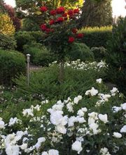 Gartengestaltung Luca Puhl