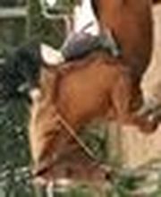 La Chaumière Aux Poneys image 8