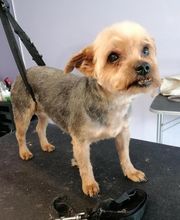 L'Espace Canin image 5