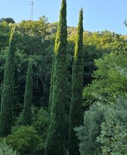 Mulino-Vinci Bild 1