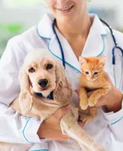 Grand View Animal Hospital image 3