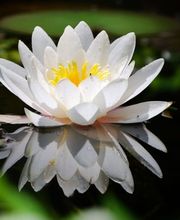 Onoranze Funebri Locatelli Sagl Bild 5