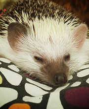 TIERKLINIK MITTELLAND AG Bild 3