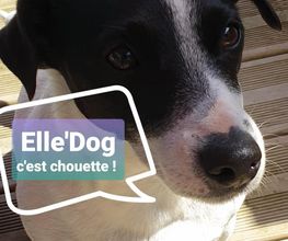 Elle'Dog image 1