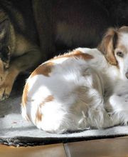 KYNOS - JORIS LOEFF Éducateur comportementaliste canin image 10