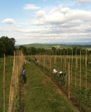 Sunrise Orchards image 3