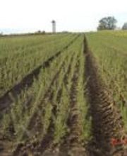 Millon Pépinières image 3