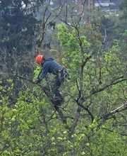 Baumdienst Isler GmbH Bild 1