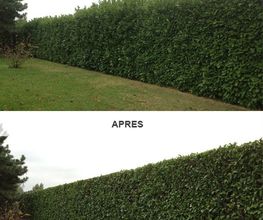 Heldebaume Elagage image 16