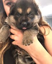 Pet's Choice Animal Hospital image 15