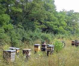 LA MAISON DES ABEILLES image 1