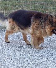 Cani Services image 5