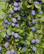 Distillerie Schneider Sàrl Bild 5