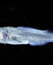 Jaguar Divers - Dive Shop in Playa del Carmen imagen 4