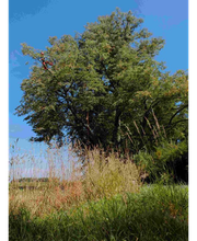 Baumpflege Lachmann Bild 1