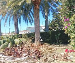 poda-palmera-phoenix-canariensis-cambrils.jpg