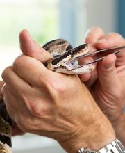 Dr. med. vet. Frey Artur Bild 8