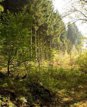 La Forestière - Agence Nord-Est image 4