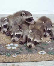 Varment Guard Wildlife Services image 19