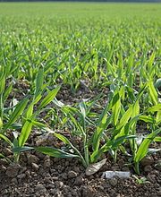 LANDOR fenaco Genossenschaft Bild 4