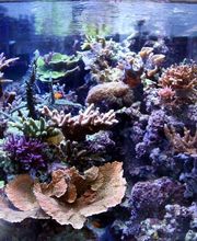 recif acara image 11