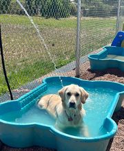 A Dog's World image 9