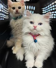 Lincoln Avenue Cat & Dog Hospital image 17
