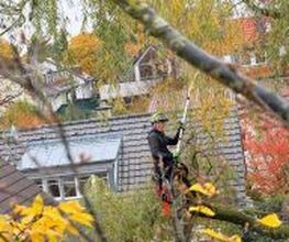 Patrick Weihe Baum + Garten Bild 3