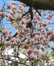 Satsop Landscaping & Nursery image 12