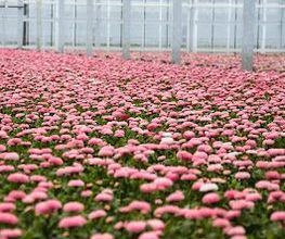 Dechant Gartenbau GmbH & Co. KG Bild 3