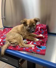 Loyalsock Animal Hospital image 1