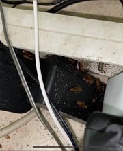 Action 3D Nuisibles image 17