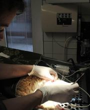 Tierarztpraxis Rohner AG Bild 10