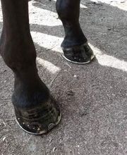 Champeaux Élodie marechal ferrant 27 eure image 11