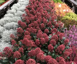 Blumen Joos GmbH Bild 6