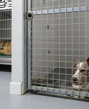 Clinique vétérinaire de l'Arnoult - Pont-l'Abbé-d'Arnoult - Sevetys image 3