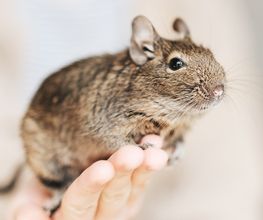 Tierärzte am Kuhberg Bild 9