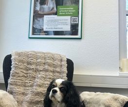 Bürohund von HDI Versicherung Kerstin Röfer in Wallenhorst