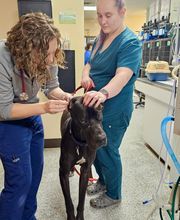 Westerville Veterinary Clinic image 17