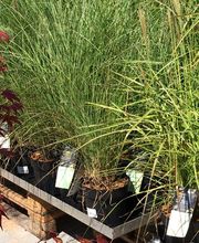 Gartenmarkt Meisenbach Bild 4