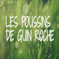 Les Poussins De Guin Roche