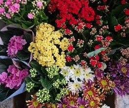 Floristería Ave de Paraíso imagen 5