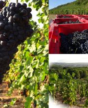 Domaine Blachon image 12