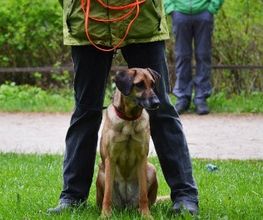 Hundeschule Wauschlau - Gruppenunterricht Gruppenunterricht für erwachsene Hunde: Erziehung zum Familienhund festigen, Training in flexiblen Gruppen und praxisnahe Übungen unter Anleitung der Hundeschule Wauschlau für Alltag und Zusammenleben.